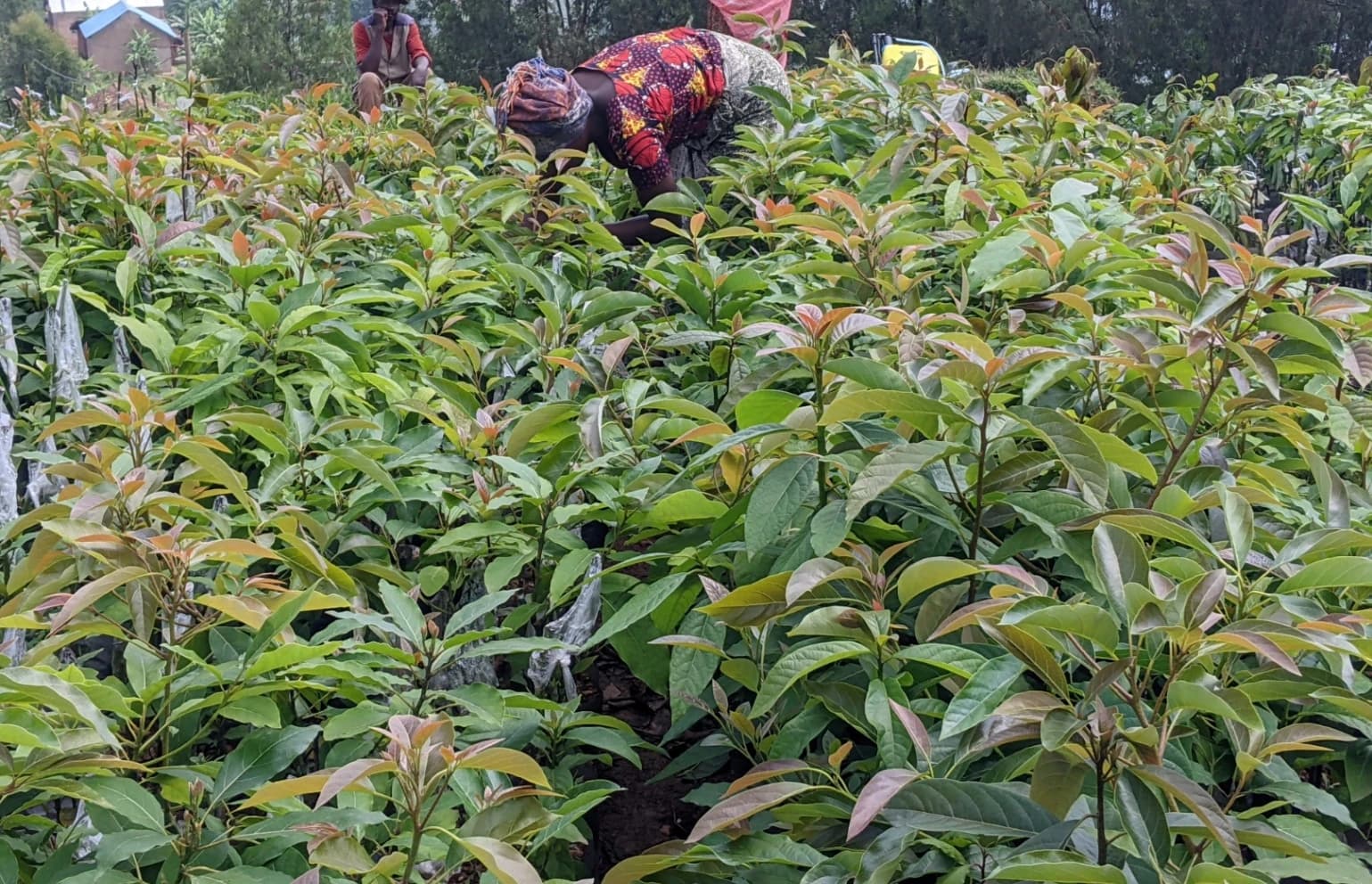 Sustainable Agriculture Practices