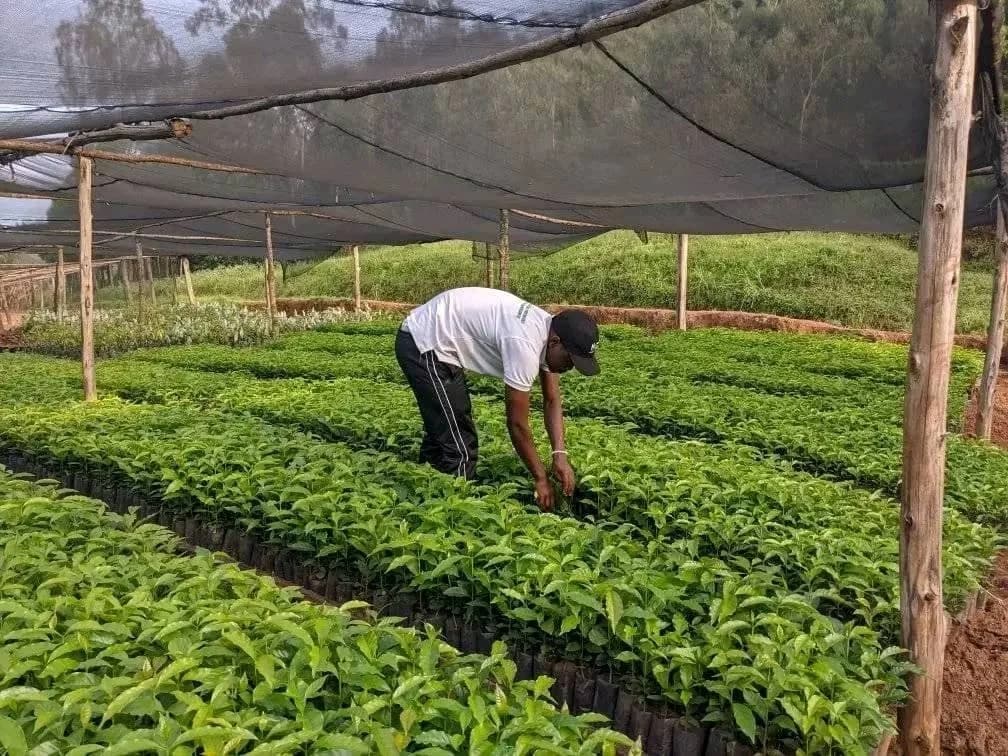 Environmental Projects